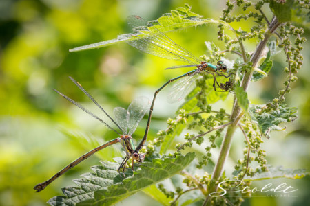 Insect photography dragonfly with another on a nettle