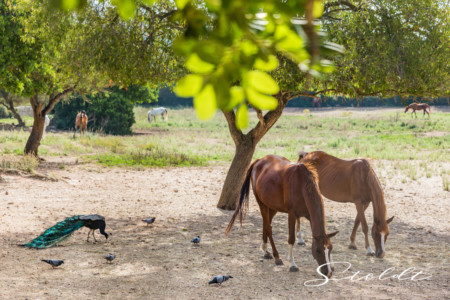 Animal photography in Valencia Sagunto Castellón and Mallorca horses and peacock together