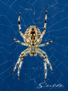 Insect photography spider in a net against the blue sky
