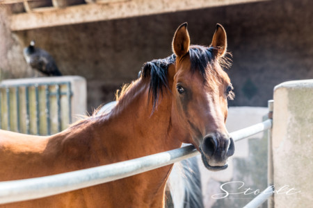 Animal photography in Valencia Sagunto Castellón and Mallorca horse behind a fence