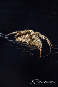 Insect photography portrait of a spider in its net