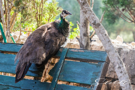 Animal photography in Valencia Sagunto Castellón and Mallorca peacock sitting on a wall