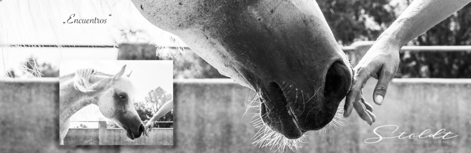 Animal photography in Valencia Sagunto Castellón and Mallorca horse and rider reportage