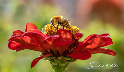 Insect photography honey bee on a flower blossom