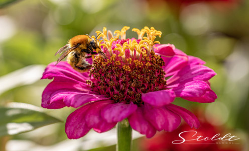 Insect photography honey bee on a blossom