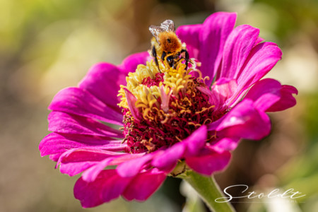 Insect photography honey bee on a flower
