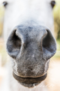 Animal photography in Valencia Sagunto Castellón and Mallorca horse nostrils in a close-up portrait