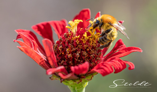 Insect photography honey bee looking for food on a flower