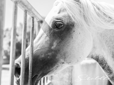 Animal photography in Valencia Sagunto Castellón and Mallorca horse looking through a fence