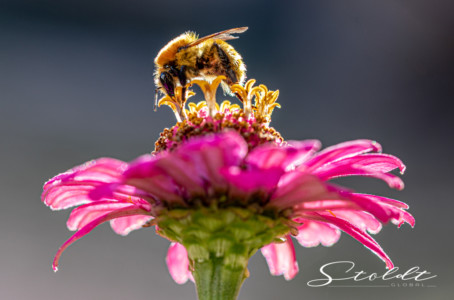 Insect photography honey bee against the sun looking for food on a flower