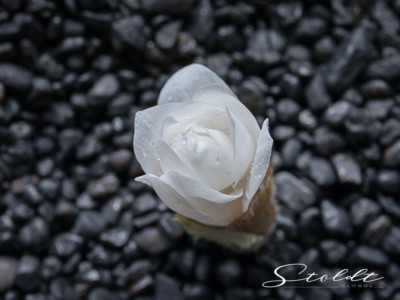 Nature and landscape photography showing a magnolia unfolding