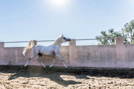 Animal photography in Valencia Sagunto Castellón and Mallorca Arabian horse trotting