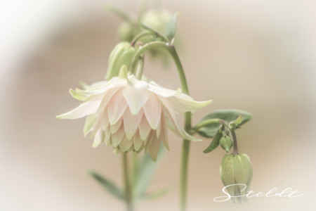 Nature and landscape photography showing a flower