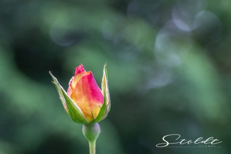Nature and landscape photography showing a rose bud