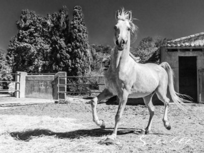 Animal photography in Valencia Sagunto Castellón and Mallorca Arabian horse posing