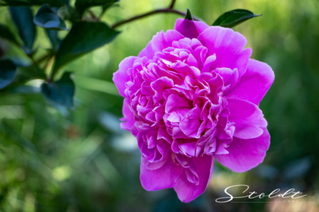 Nature and landscape photography showing a purple flower on green background