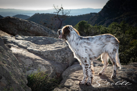 Animal photography in Valencia Sagunto Castellón and Mallorca dog looking at the horizon