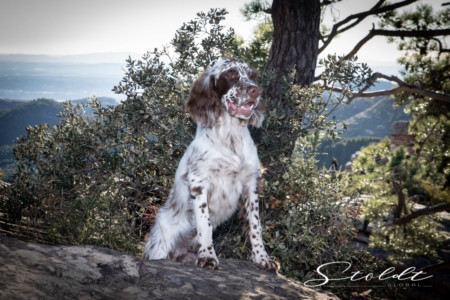Animal photography in Valencia Sagunto Castellón and Mallorca dog posing on a rock