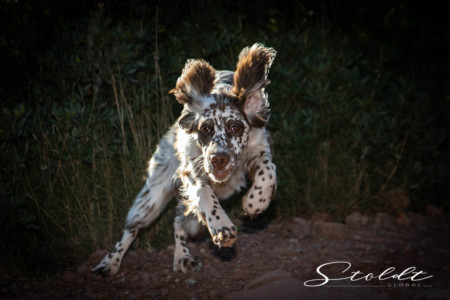Animal photography in Valencia Sagunto Castellón and Mallorca dog running
