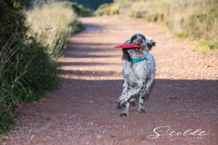 Animal photography in Valencia Sagunto Castellón and Mallorca dog playing with a toy
