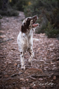 Animal photography in Valencia Sagunto Castellón and Mallorca dog posing