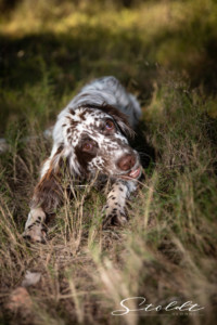 Animal photography in Valencia Sagunto Castellón and Mallorca dog chewing on a stick in the grass