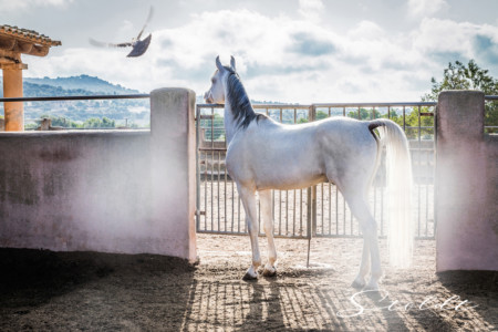Animal photography in Valencia Sagunto Castellón and Mallorca Arabian horse looking at a pigeon