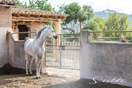 Animal photography in Valencia Sagunto Castellón and Mallorca Arabian horse looking at other horses
