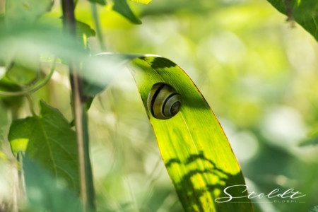 Insect photography snail sticking to a leaf