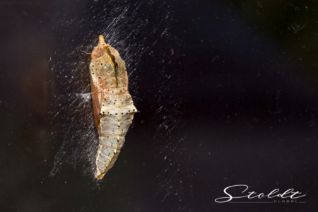 Insect photography cocoon of a butterfly ready to hatch