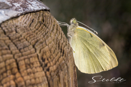 Insect photography barely hatched butterfly on wood