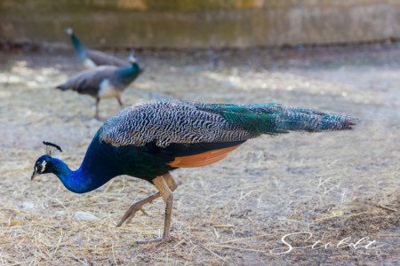 Animal photography in Valencia Sagunto Castellón and Mallorca peacock looking for food