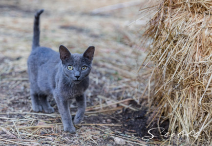 Animal photography in Valencia Sagunto Castellón and Mallorca cat amongst horses