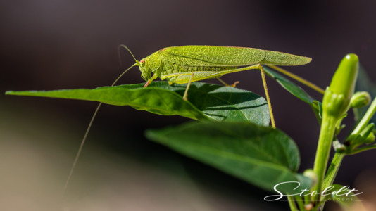 Insect photography cricket sitting on a chili plant