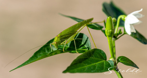 Insect photography cricket sitting on a chili plant