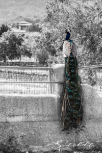 Animal photography in Valencia Sagunto Castellón and Mallorca beautiful peacock sitting on a wall