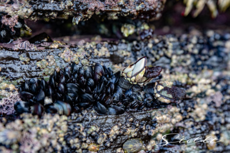 Nature and landscape photography shells at the seaside in Spain