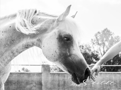 Animal photography in Valencia Sagunto Castellón and Mallorca horse touching its owners hand