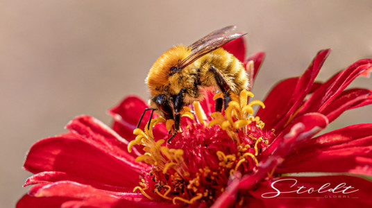 Insect photography honey bee looking for food on a flower