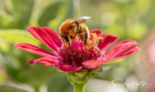 Insect photography honey bee looking for food on a flower