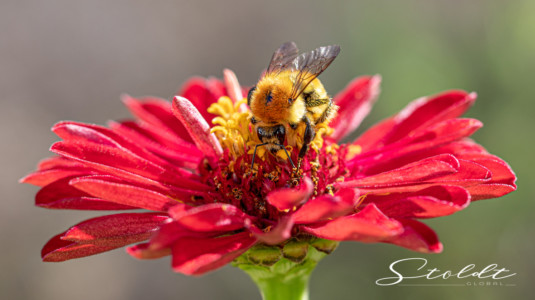 Insect photography honey bee looking for food on a flower