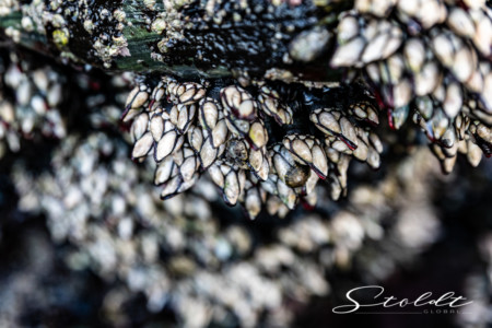 Nature and landscape photography shells at the seaside in Spain