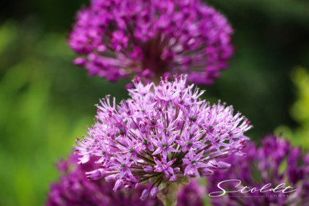 Nature and landscape photography purple flowers