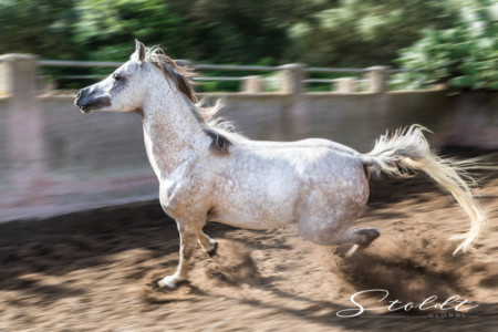Animal photography in Valencia Sagunto Castellón and Mallorca Arabian horse running