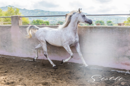 Animal photography in Valencia Sagunto Castellón and Mallorca Arabian horse trotting