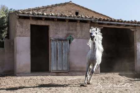 Animal photography in Valencia Sagunto Castellón and Mallorca Arabian horse galloping