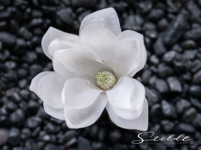 Nature and landscape photography showing a magnolia unfolding