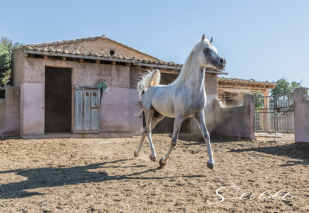 Animal photography in Valencia Sagunto Castellón and Mallorca Arabian horse trotting