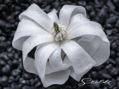 Nature and landscape photography showing unfolded magnolia