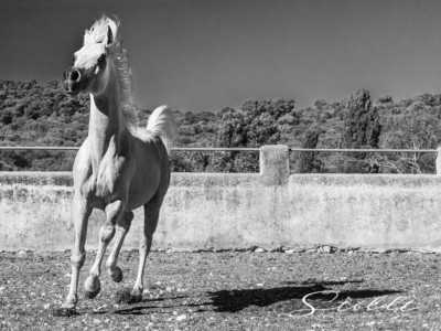 Animal photography in Valencia Sagunto Castellón and Mallorca Arabian horse running